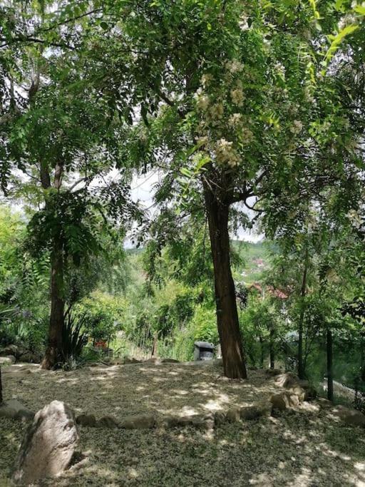 Appartamento Casa De Oaspeti Adorabila Aproape De Natura Sărata-Monteoru Esterno foto